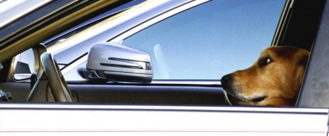 Pet Supply Store, Pet Adoption & Education Iowa City, IA