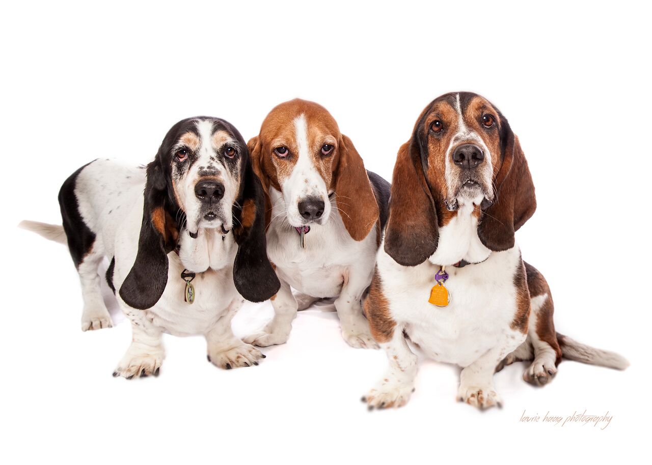 Leash on Life, Pet Supplies