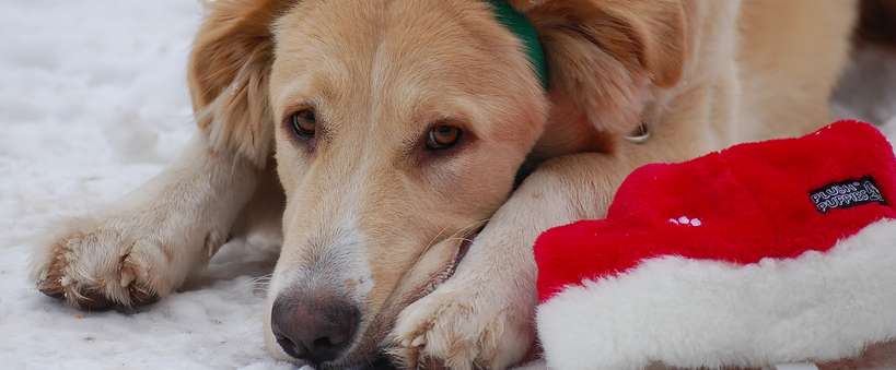 Leash on Life, Pet Supplies