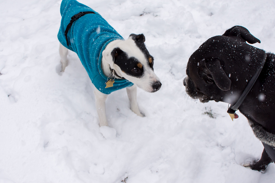 Pet Supply Store Pet Adoption Education Iowa City IA Leash